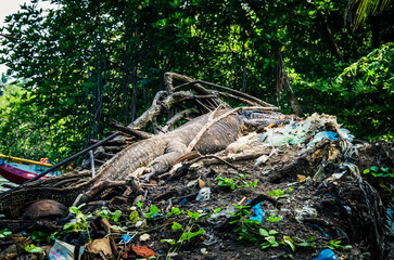 Giant lizard on a garbage dump. Komodo dragon in a landfill.