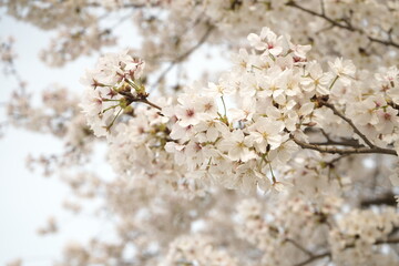Cherry Blossoms Flower, Japanese Sakura blooming in Spring, Blurred Background - ピンク 春の花 桜 