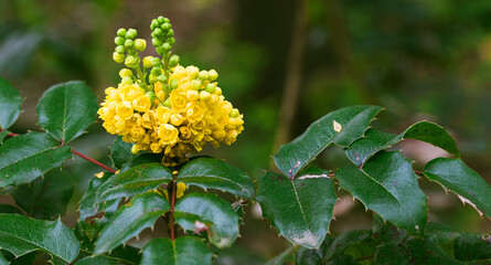 Beautiful close-up of mahonia aquifolium