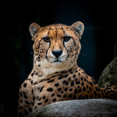 Portrait, Gepard, Katze  © Manfred