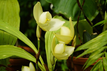 Close-up of the Angulocaste Jupiter Sunset Orchid.