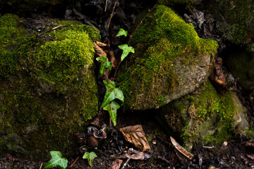 Two massive rocks covered in green moss with a vine of ivy growing between them on a sunny spring day in the park. Natural background concept, close up shot with selective focus