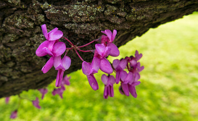 macro di fioriture color viola in primavera nel parco