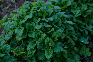 A beautiful green background with a lush lemon balm plant in full bloom on a spring day in the...