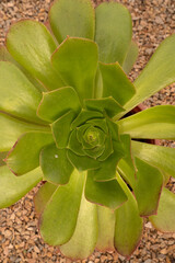 Succulent plants. Closeup of an Aeonium arboreum, also known as Irish Rose, growing in a pot.