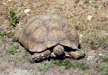 Turtle, Addo Elephant National Park, Port Elizabeth, South Africa
