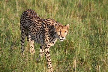Close-up of young cheetah walking trough tall green grass
