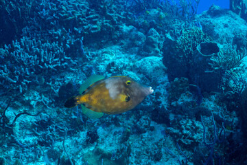 Fototapeta na wymiar Whitespotted filefish