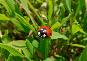 Ladybug on green grass in spring. Macro view
