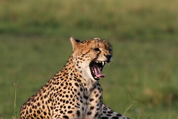 Portrait if a young cheetah laying on termite mound and yawning 