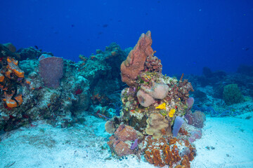 Mesoamerican Reef