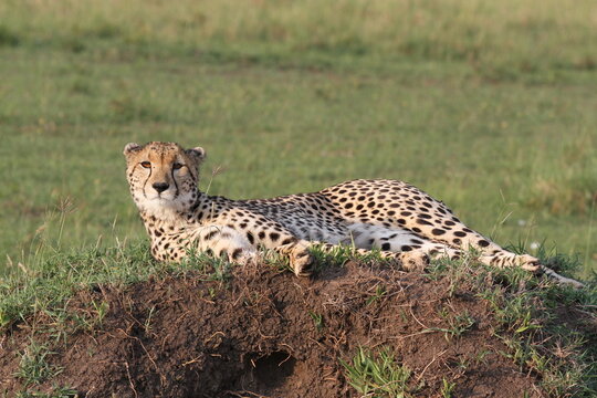Closeup of a cheetah resting on termite mound