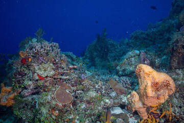 Mesoamerican Reef