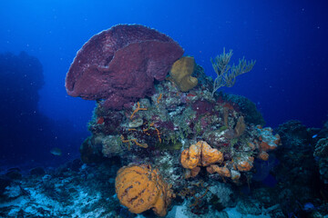 Mesoamerican Reef