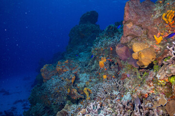Plakat Mesoamerican Reef
