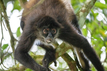 Yucatán spider monkey