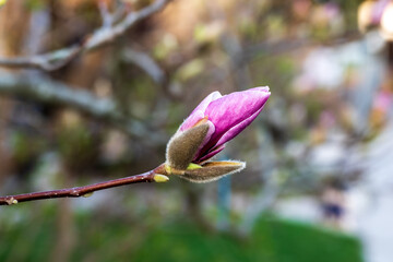 buds of magnolia flowers delicately opening in spring