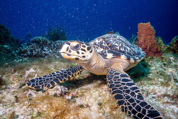 Hawksbill turtle closeup