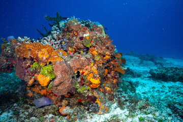Fototapeta na wymiar Mesoamerican Reef