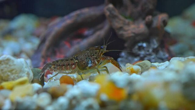 Close up of a crayfish prawn in rocks in hobby fish pool. Crayfish are freshwater crustaceans, known as crawfish, freshwater lobsters and mudbugs or yabbies.