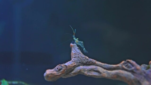 Freshwater ghost shrimp macro shot in slow motion. Close up with very shallow depth of field. Algae-eating Pinocchio shrimp, Feeders. Opaque transparent glass shrimp with crooked back tail.