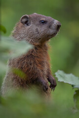 Marmot standing up and lookout