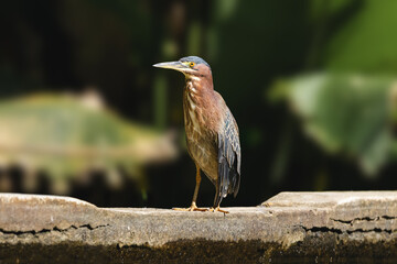 Green heron portrait taking sunlight with green background from the trees