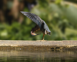 Green heron self care portrait taking sunlight showing his feather with green background from the trees