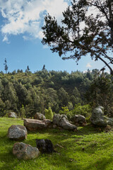 tree in the mountains