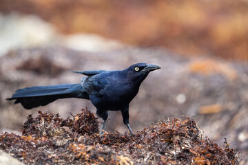 Great-tailed grackle 
