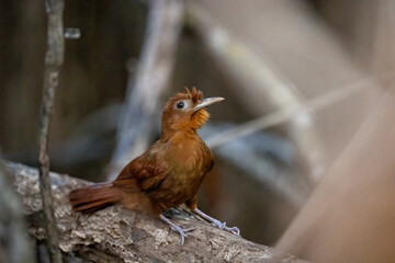 Ruddy woodcreeper on a tree