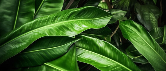 Tropical plant background with green leaves