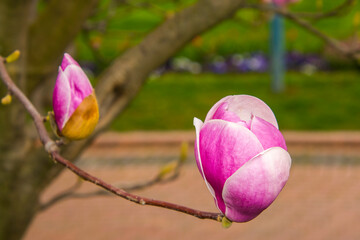 Blossom magnolia tree in Szeged in April