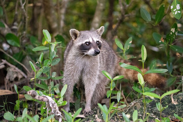Cozumel raccoon