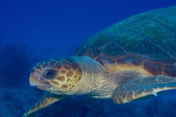 Green sea turtle 