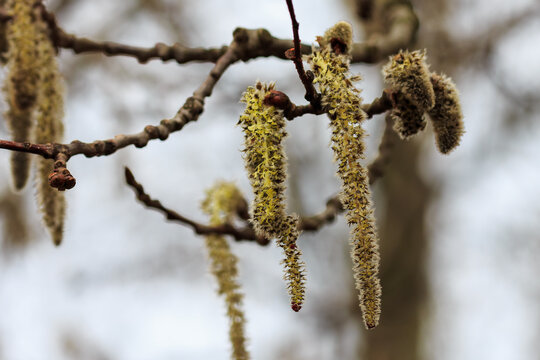  Flowering trees. Tree pollen. Black alder, or sticky alder , or European alder ( lat. Alnus glutinosa ) blooming in spring time. Allergy to plant pollen