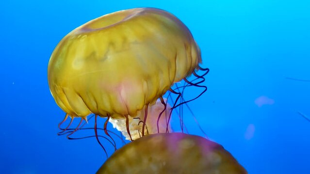 Jellyfish dansing in the dark blue ocean water. The Japanese Sea Nettle, or Chrysaora pacifica Jellyfish. Japanese Sea Nettle Vancouver Aquarium, BC, Canada