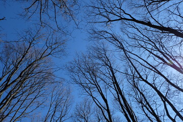 Fototapeta premium tree branches without leaves against blue sky