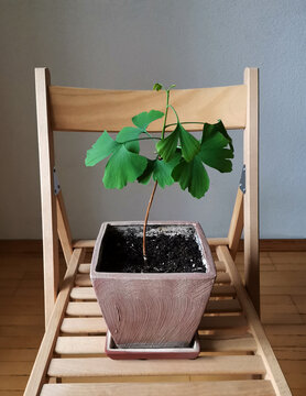Small Ginkgo biloba tree in brown clay pot on light wooden chair
