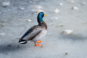 duck on ice