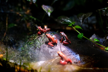 Phantasmal poison frog or phantasmal poison arrow frog Epipedobates tricolor endemic to Ecuador and known from Andean slopes of central Ecuador Province Vancouver Aquarium, BC, Canada