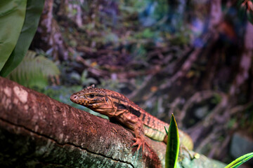 varanus exanthematicus Savannah monitor lizards are robustly built, with relatively short limbs and toes, and skull and teeth adapted to feeding on hard-shelled prey Vancouver Aquarium, BC, Canada