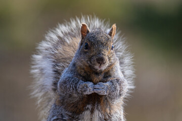 squirrel in the park