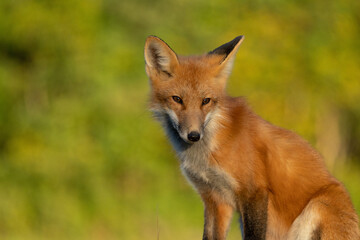 Red fox