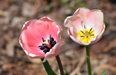 Spring tulips flowers - 595341660