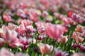 Spring tulips flowers - 595341667