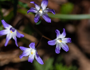 Flowering of chionodoxa (or Scilla luciliae) in natural conditions, close-up, top view