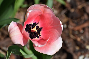Spring tulips flowers - 595341686