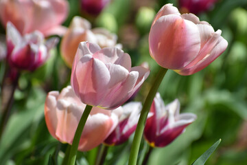 Spring tulips flowers - 595341689