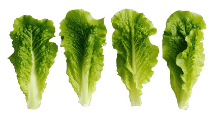 Set of lettuce leaves on transparent background